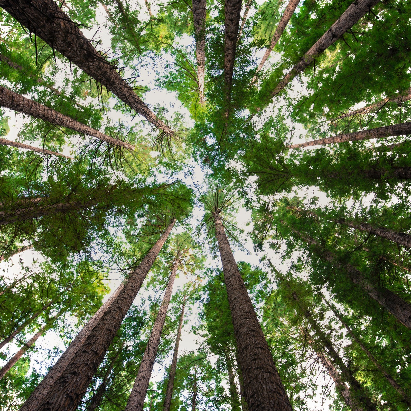 GROWING WITH ONE TREE PLANTED
